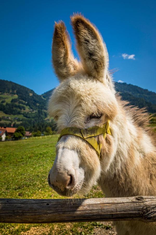 Weidinghof Διαμέρισμα Sankt Veit im Pongau Εξωτερικό φωτογραφία